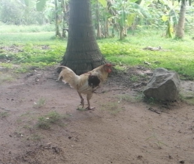 Video thumbnail for Look at a chicken.