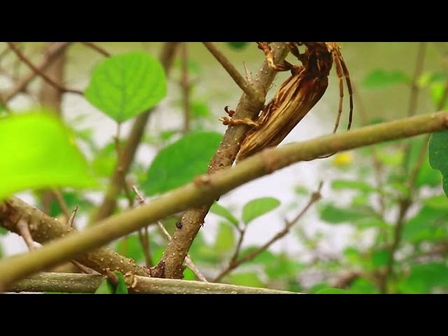 Video thumbnail for Top Insect sleep on here