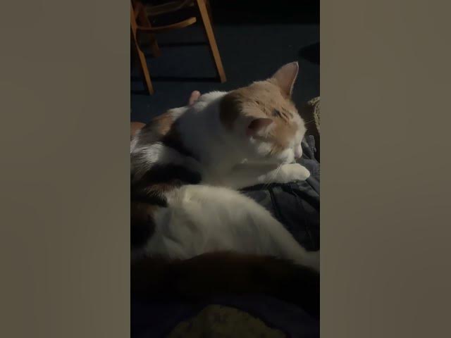 Video thumbnail for That’s  my  cat. In the YouTube  with me