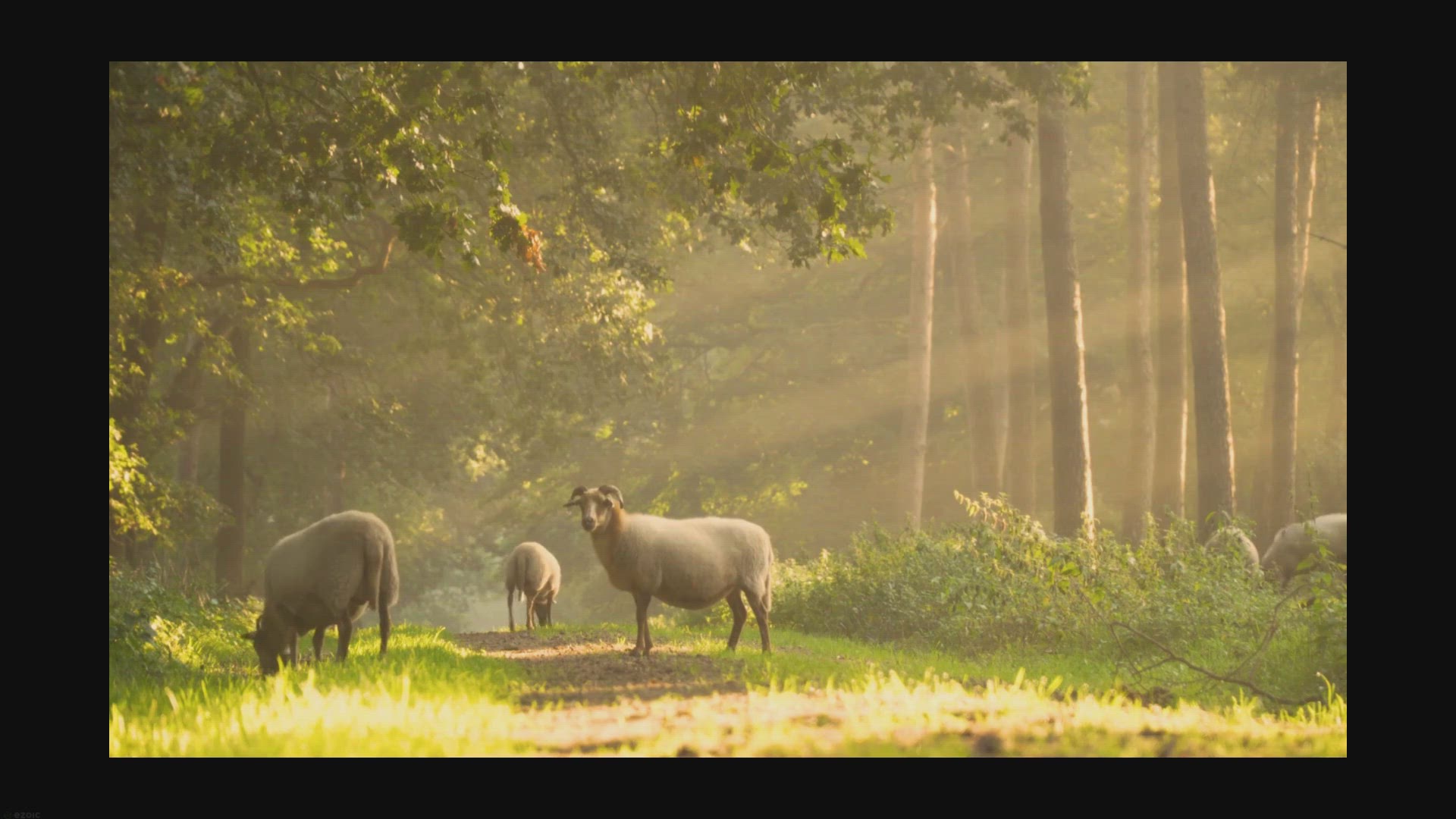 Video thumbnail for Best Animals Names