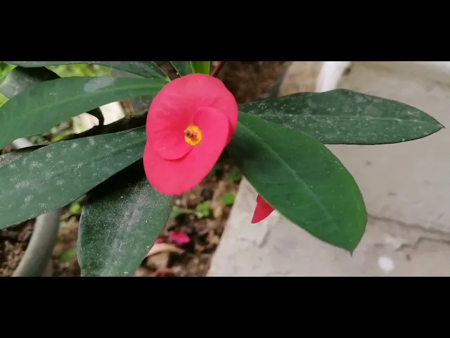 Video thumbnail for Poppy Flower