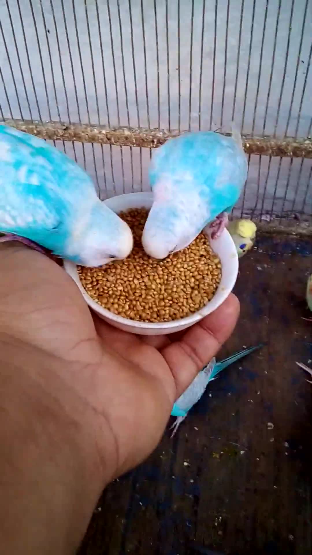 'Video thumbnail for This Amazon bird toy is SO COOL#birds#parrot #birdslover #budgis #lovebirds #budgiegar #cute #health'