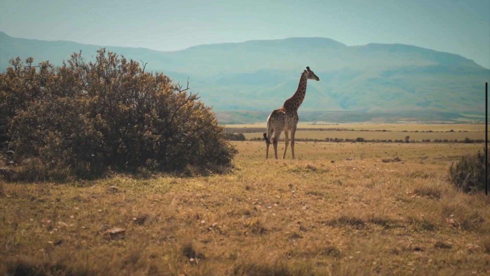 'Video thumbnail for Can You Ride A Giraffe? Truth About Giraffe Riding'