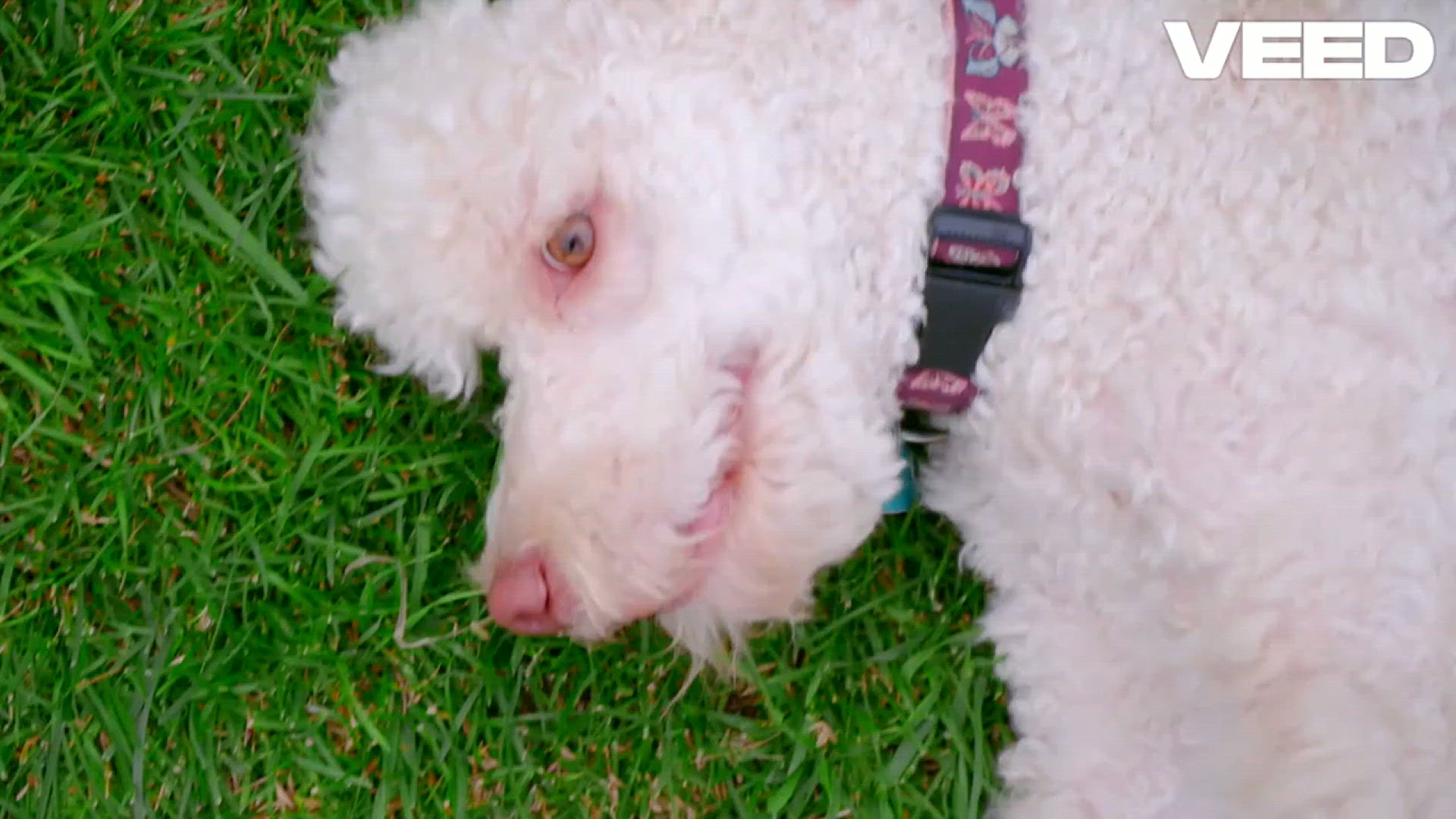 'Video thumbnail for Crate Training_ Your Dog's Safe Haven'