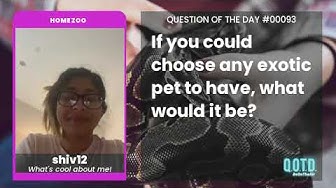 Video thumbnail for shiv12 wants a pet snow leopard. Gotta go fast!