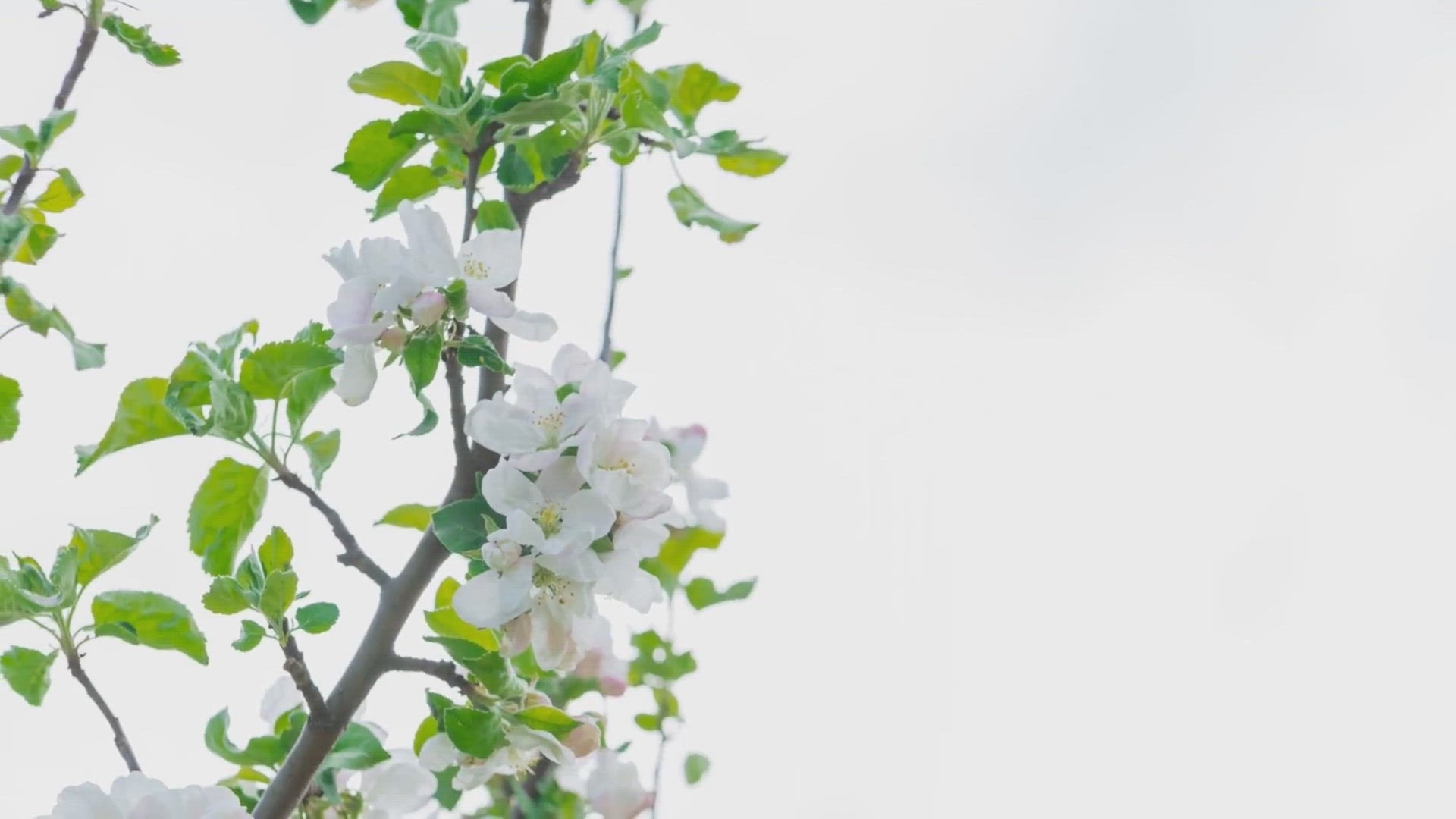 Video thumbnail for Boost Your Apple Trees: The Magic of Companion Planting