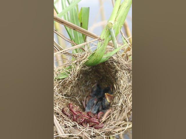 Video thumbnail for Babies Bird Eating Worm in Nest #027  #birdfeed #nature #electriceels #birdfeeder #birdslover