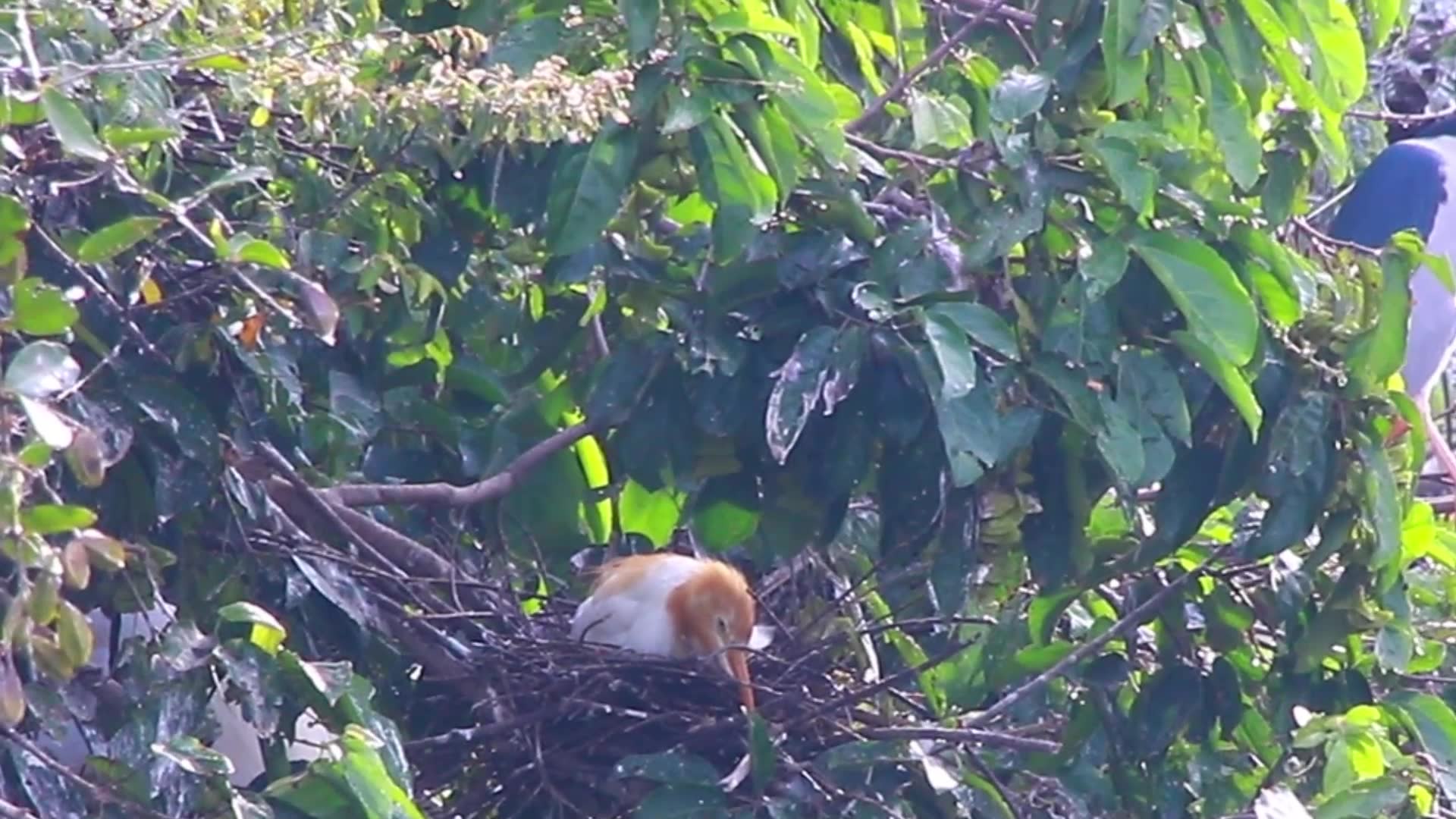 Video thumbnail for Mother color wild bird on nest