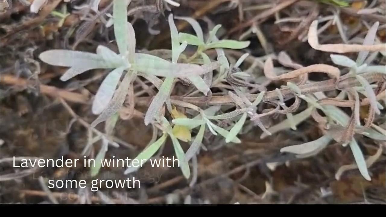'Video thumbnail for Lavender in winter'