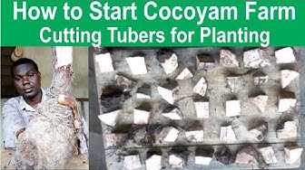 'Video thumbnail for How to Grow Cocoyam Home (cutting tubers for planting)'