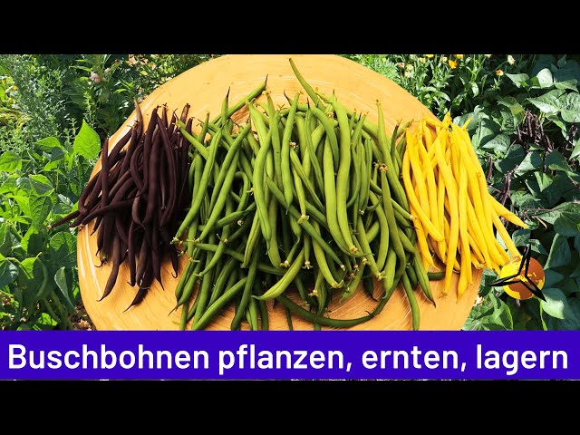 'Video thumbnail for Buschbohnen pflanzen, ernten & lagern'