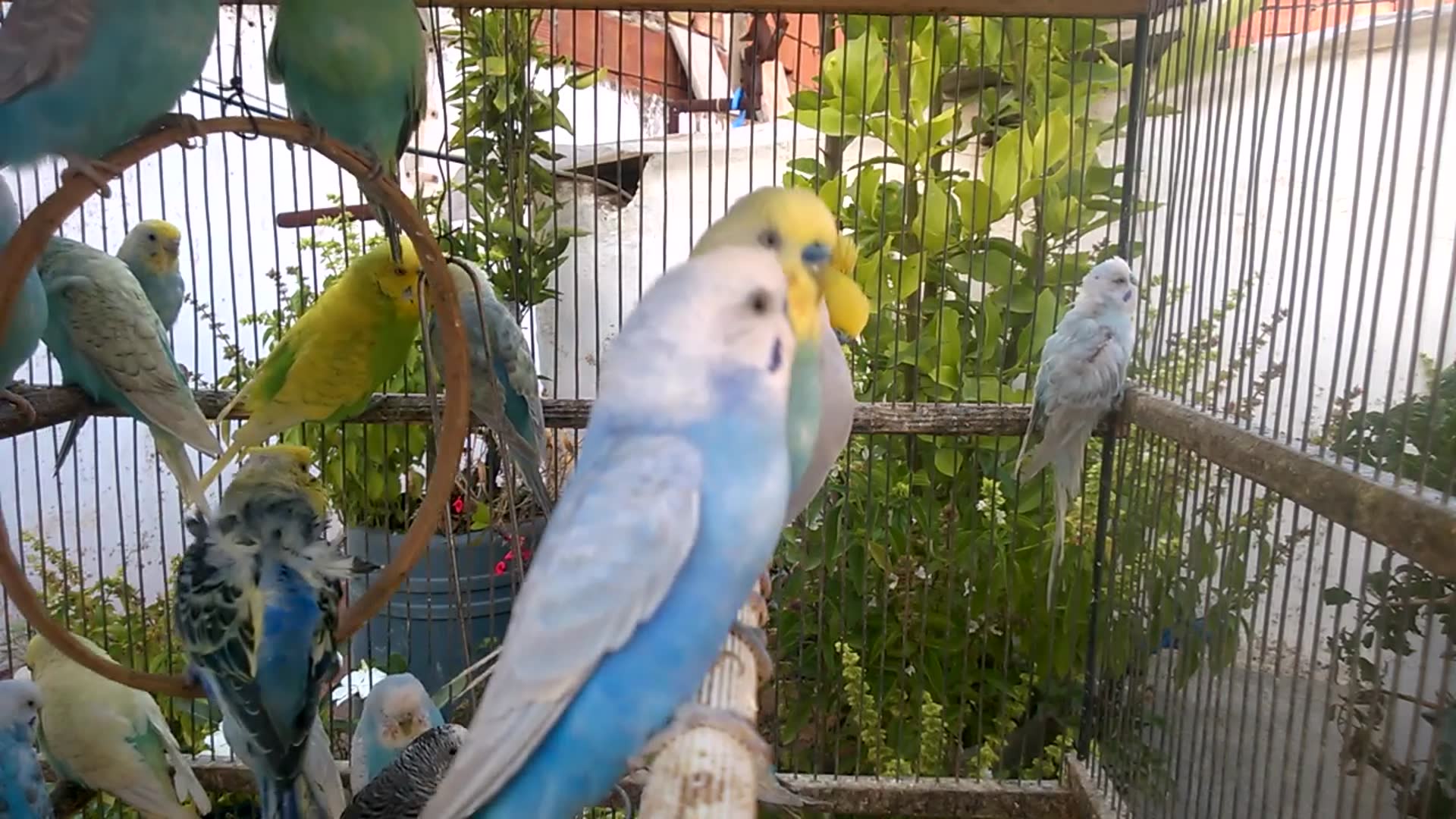 'Video thumbnail for Rainbow Budgies Bring the LOLs Hilarious Moments You Can't Miss! 😂💖'