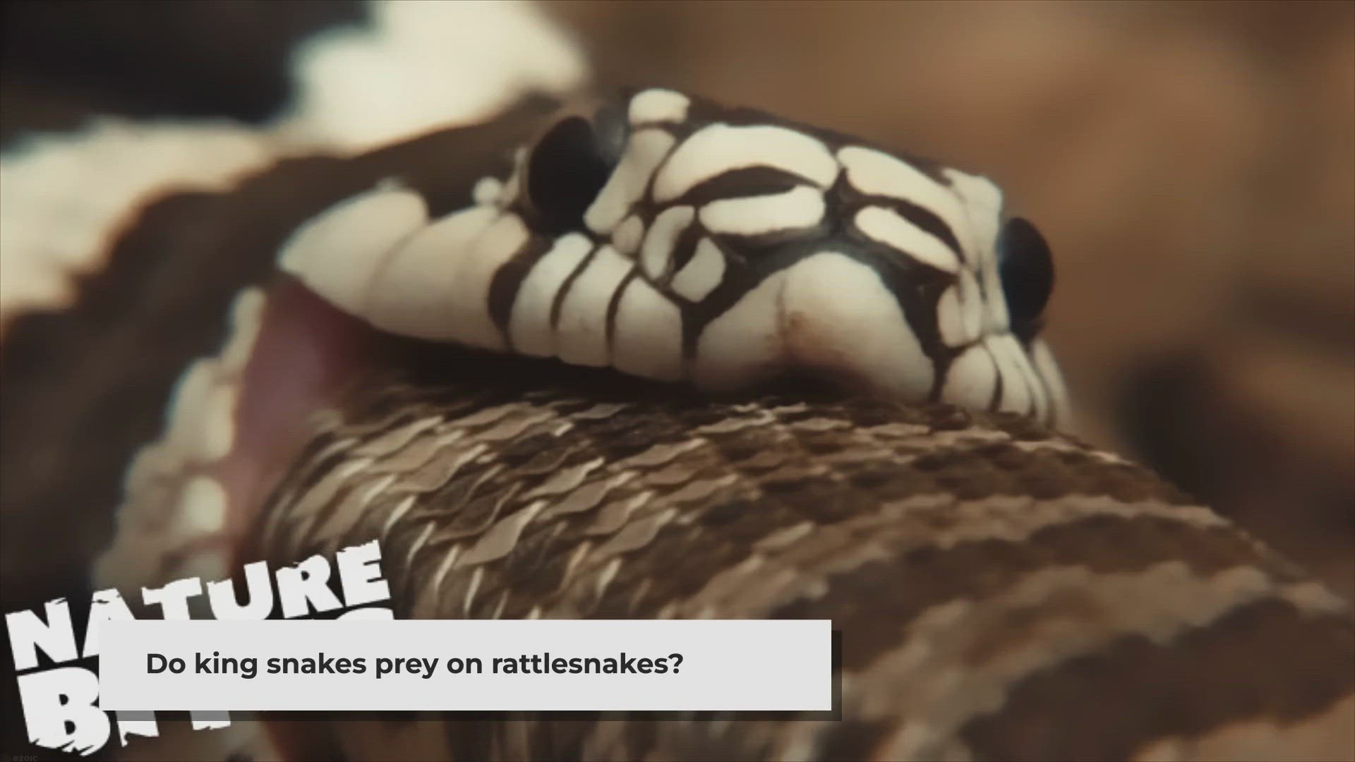 Video thumbnail for Do king snakes prey on rattlesnakes?