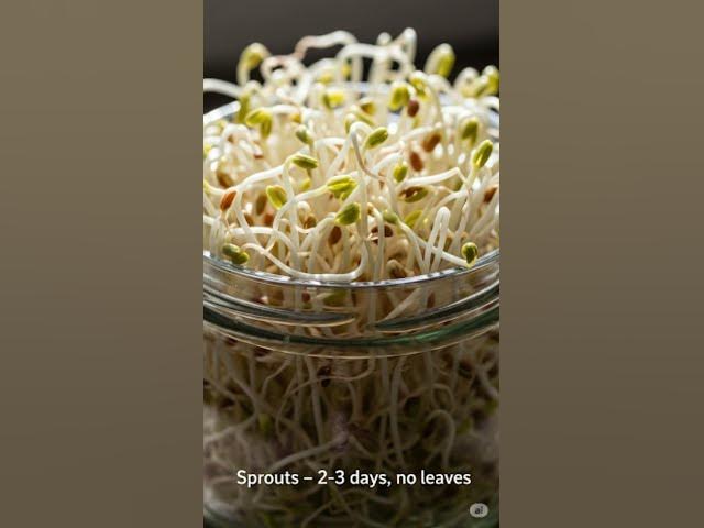 Video thumbnail for Sprouts vs Microgreens – Kya Difference Hai? 🌱