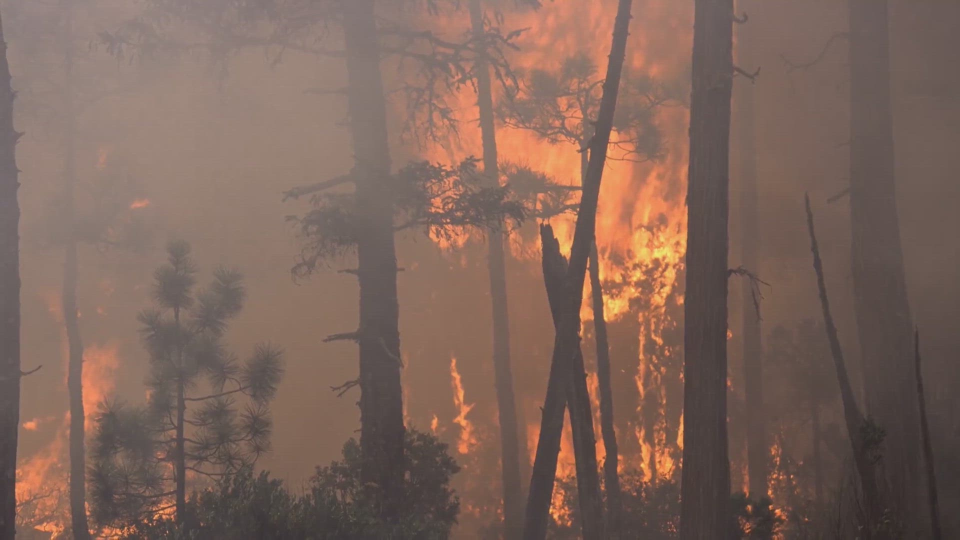 video of: California Wildfires: Trump and Newsom&#39;s Differing Approaches