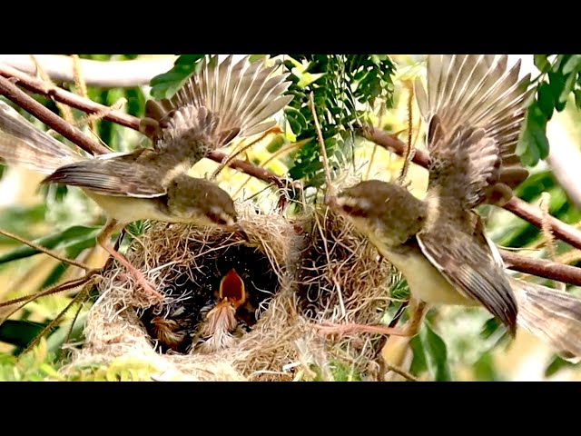 Video thumbnail for Wow Baby's bird crie Feeding Frenzy in Baby Bird's Cozy Nest