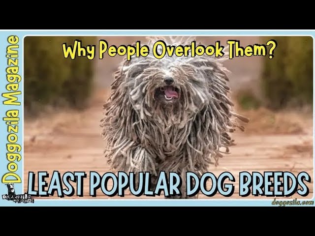 'Video thumbnail for Least Popular Dog Breeds by Doggozila Magazine'