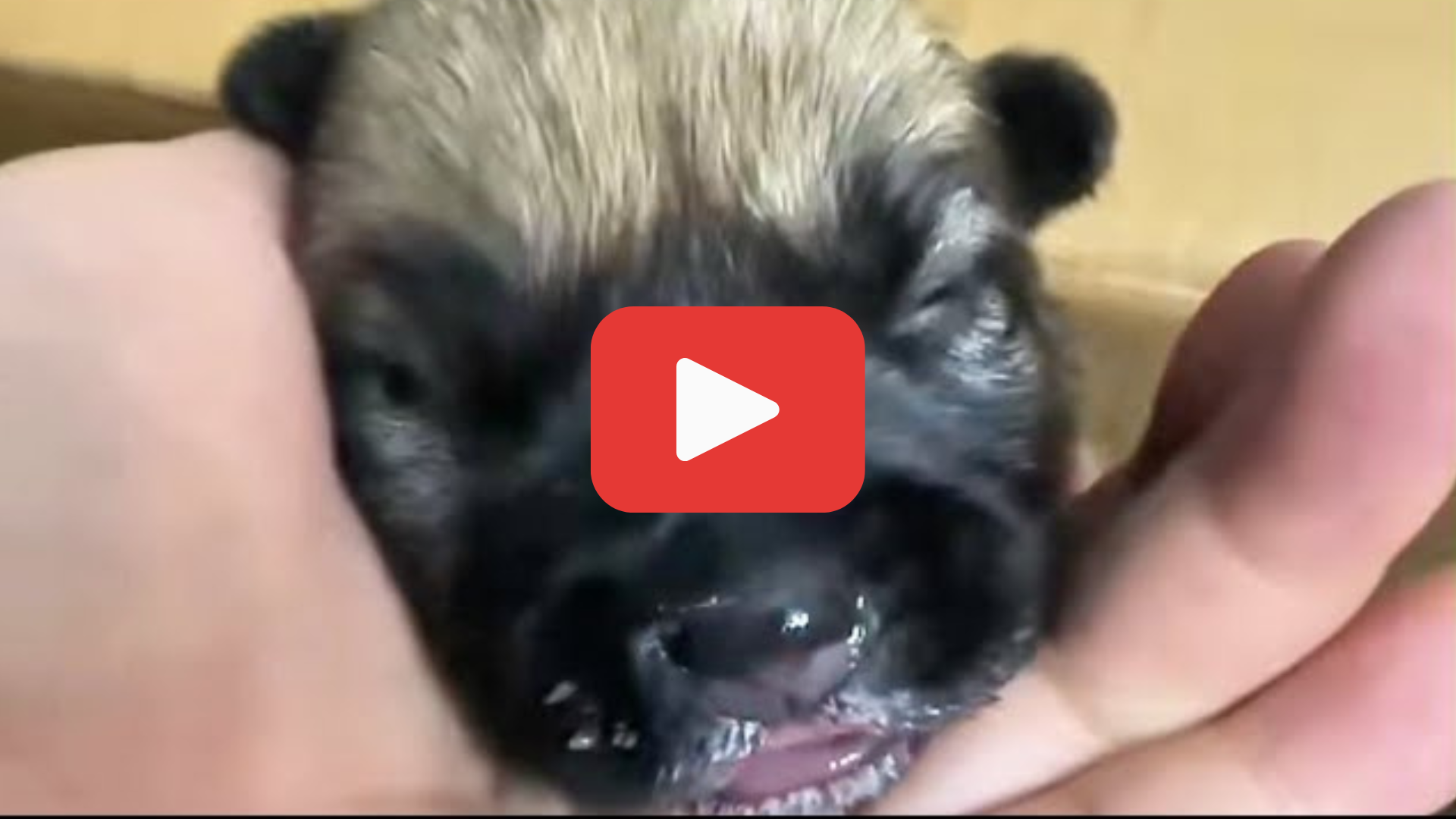 'Video thumbnail for Left to Die Over Superstition—But This Newborn Was Destined to Survive'