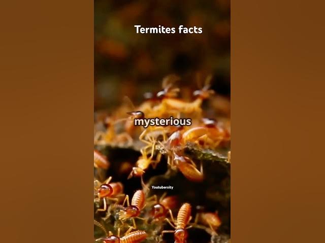 Video thumbnail for Facts about termites #TermiteFacts #InsectWorld #DidYouKnow #ScienceShorts