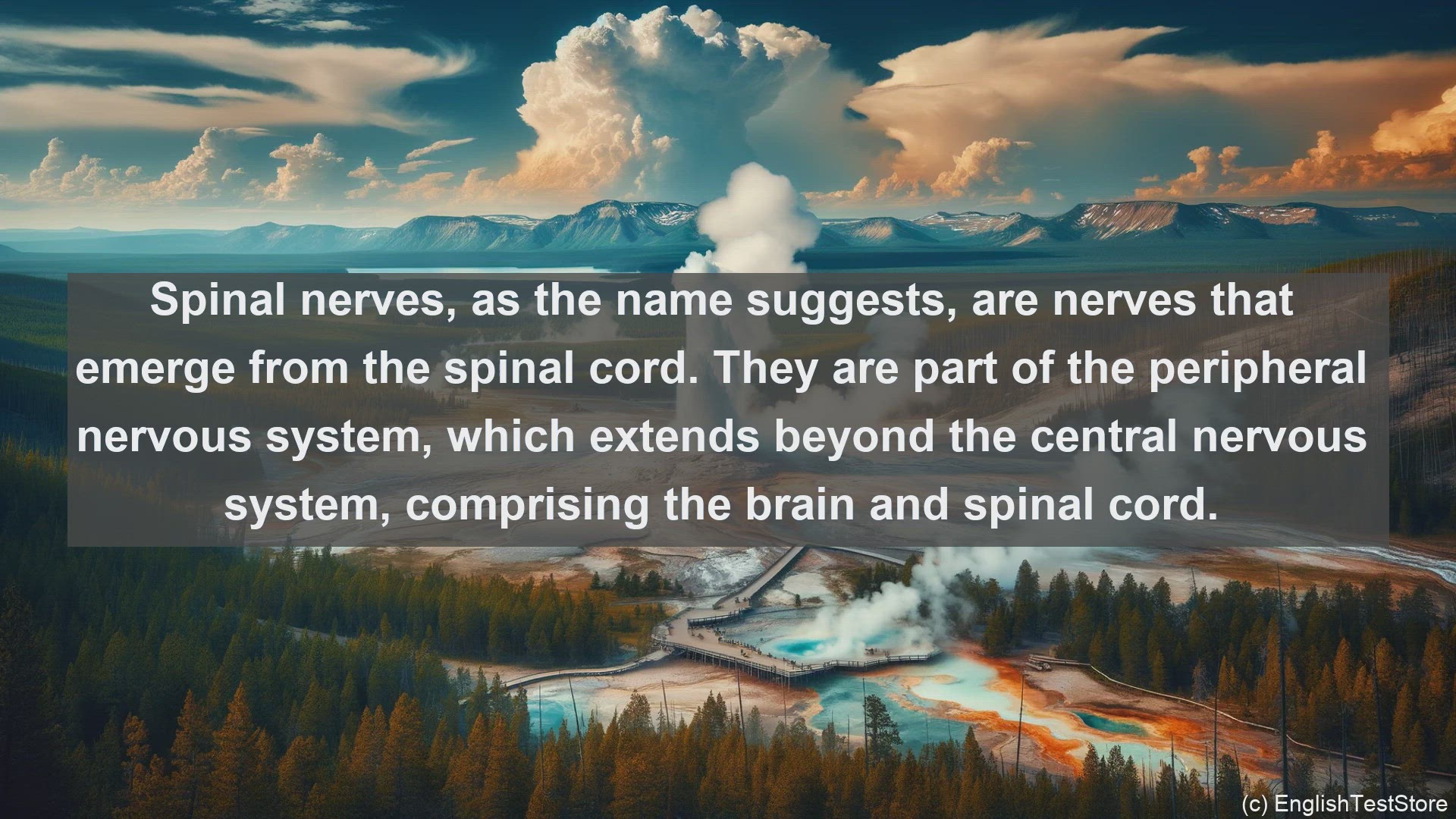 'Video thumbnail for Spinal nerves in science  definition and examples'