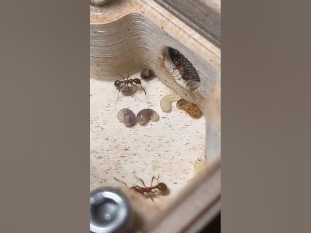 Video thumbnail for Actualización de las Manica Rubida #shorts #manicarubida #ants #hormigas