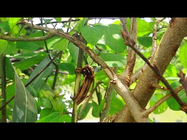 Video thumbnail for What is insect?