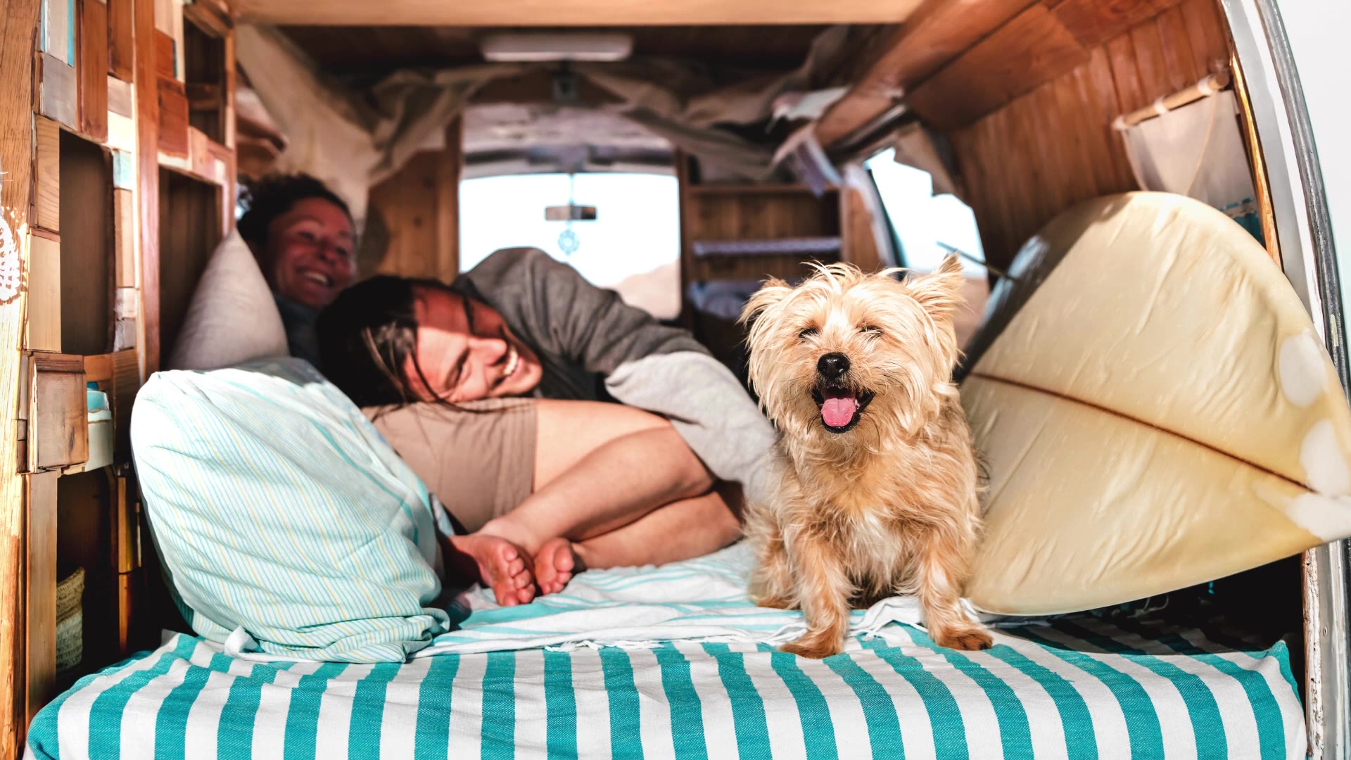 'Video thumbnail for Traveling with Pets: Tips, Pet-Friendly Hotels, and Airline Rules'