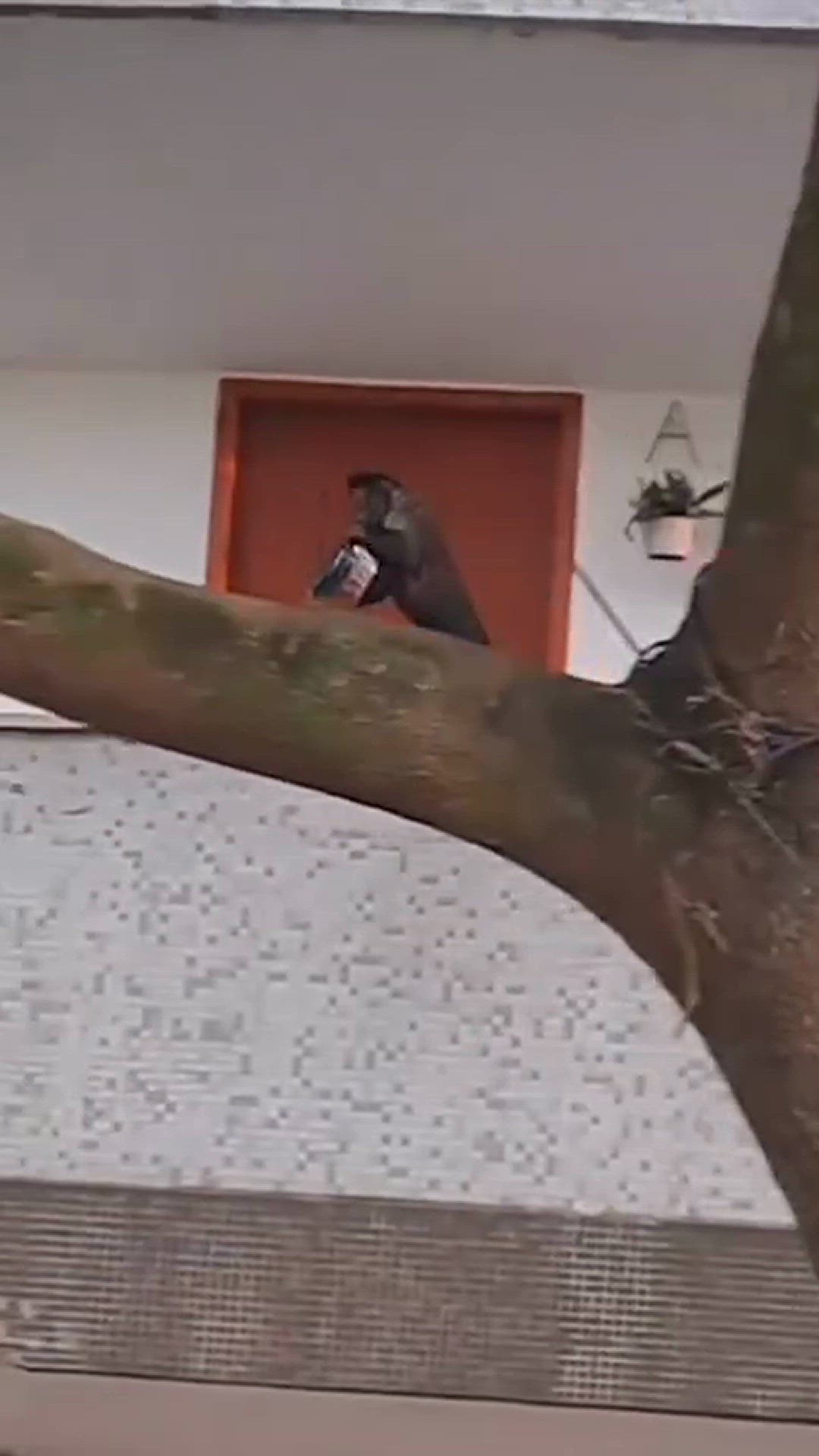 'Video thumbnail for Macaco-prego é flagrado roubando só os fortes sobrevivem no rio de janeiro'
