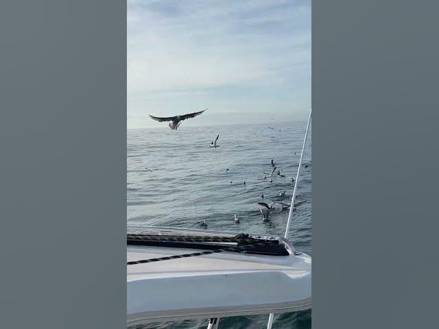 Video thumbnail for Aves pelágicas, alcatraces en migración #nature #naturaleza #birds #oceanscience #sealife #wildlife