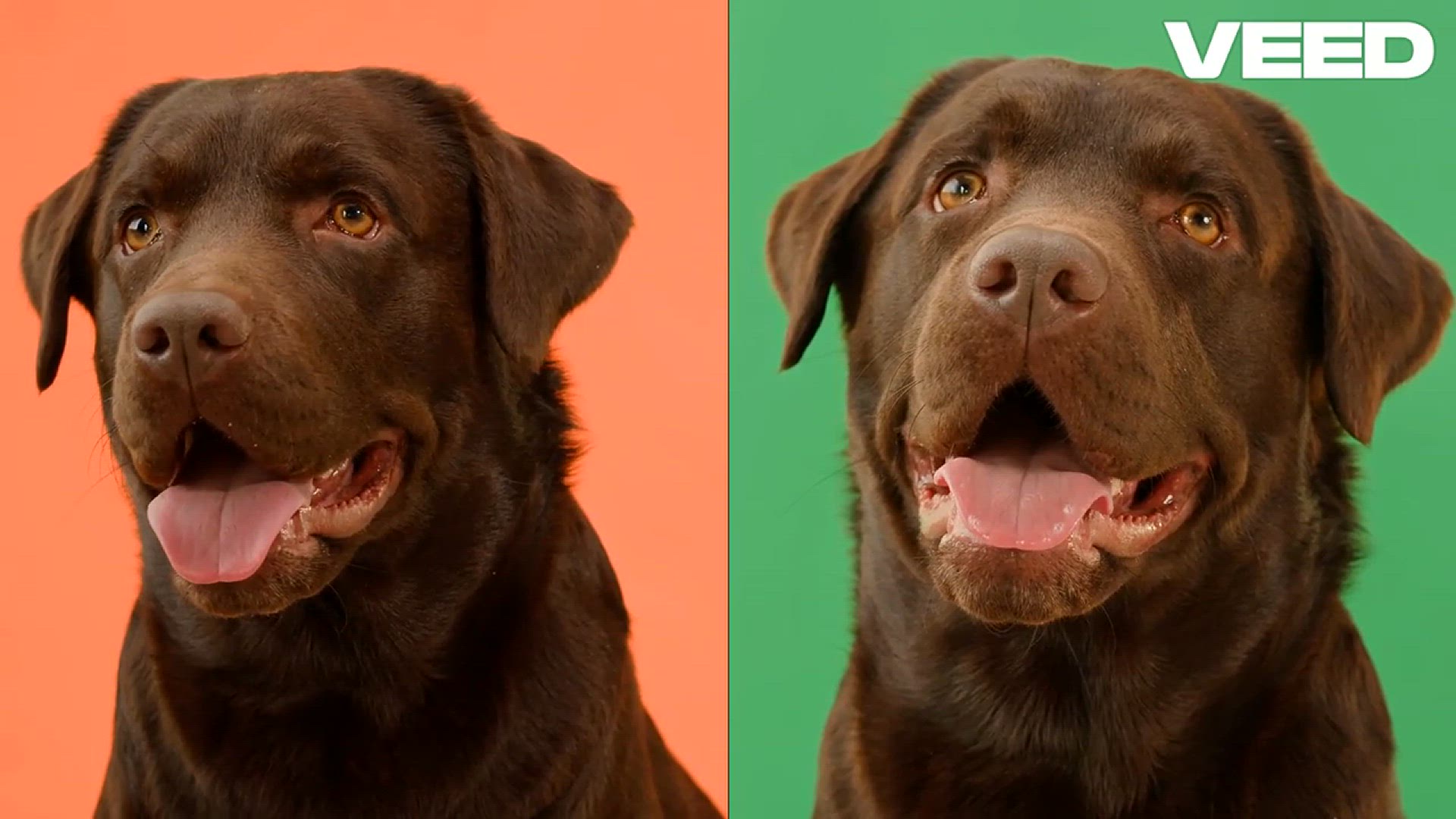 'Video thumbnail for Wet Dog Food_ The Ultimate Game Changer'
