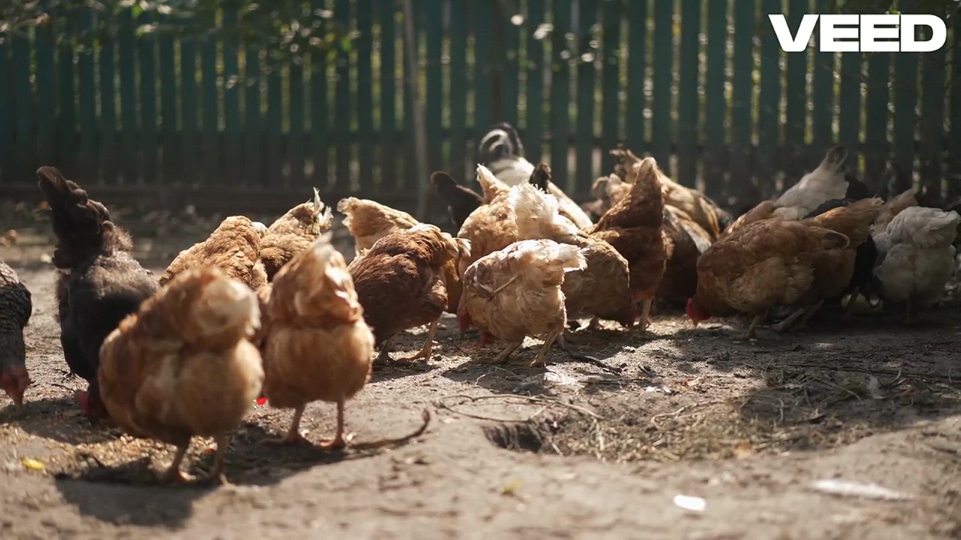 'Video thumbnail for Unlocking the Secrets of Chickens!'