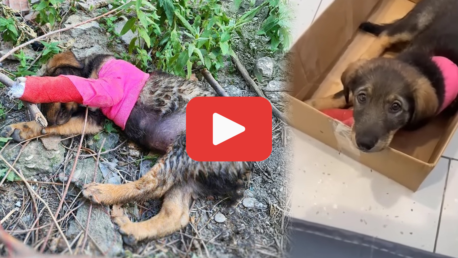 'Video thumbnail for Crying Alone in the Woods—The 2-Month-Old Puppy Left Behind'