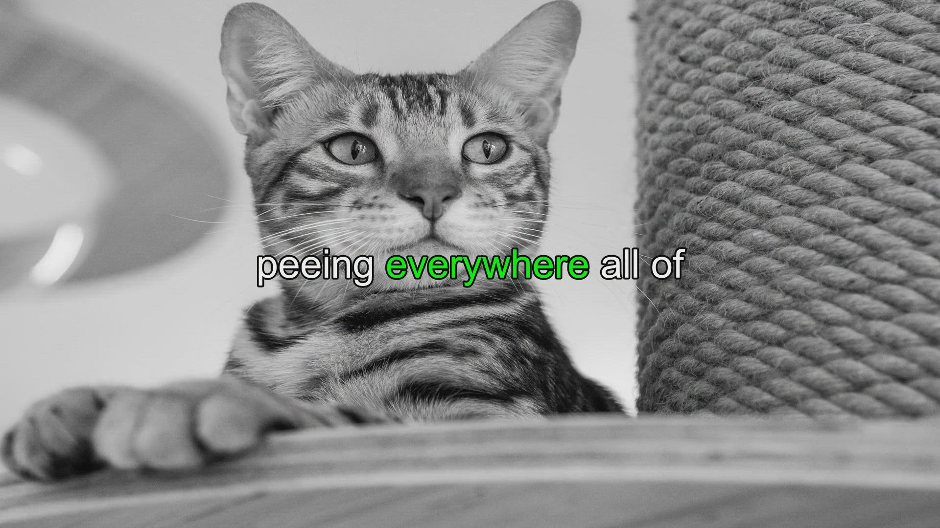 Why Is My Housebroken Dog Peeing In The House