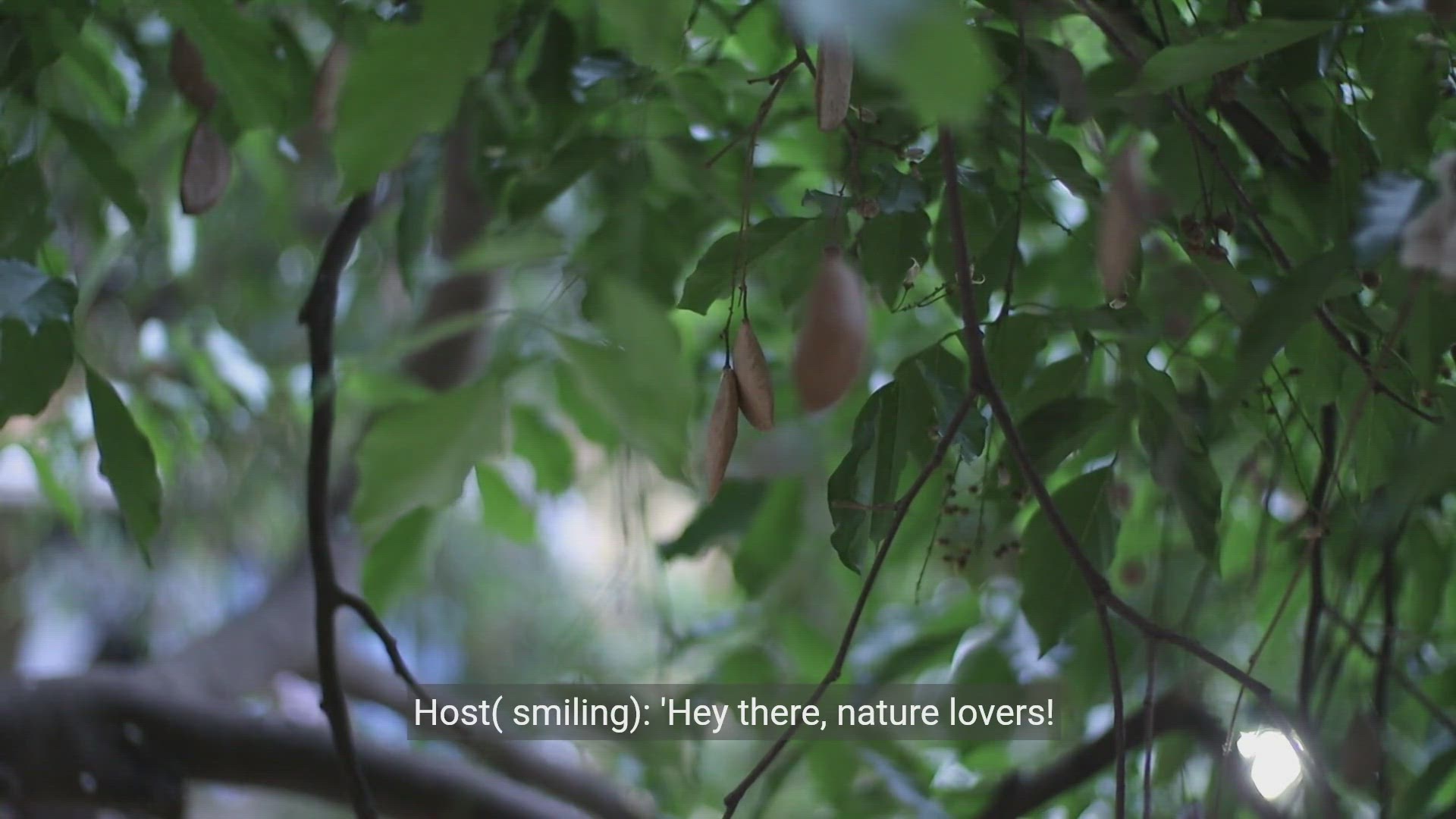 Video thumbnail for How to Keep Birds Out of Trees - Simple Tips and Tricks