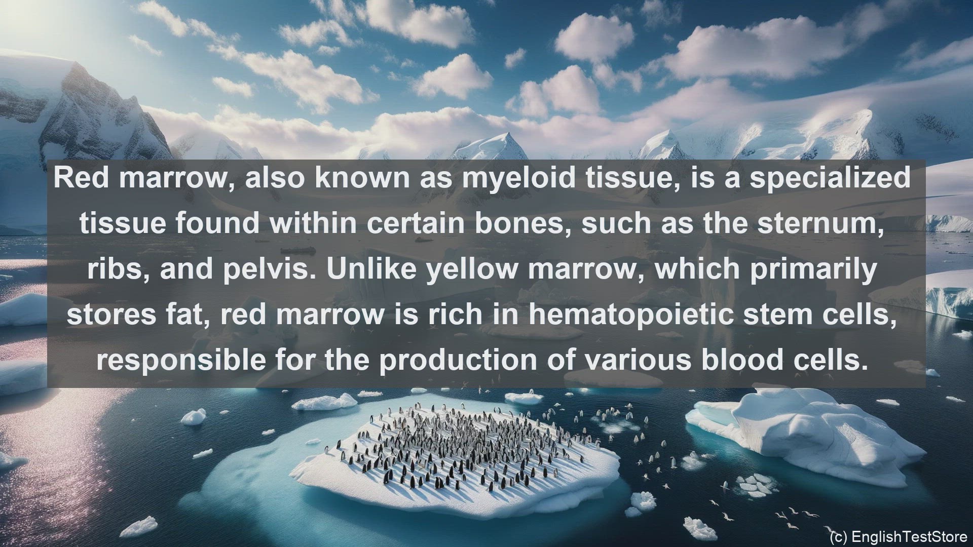 'Video thumbnail for Red marrow in science  definition and examples'