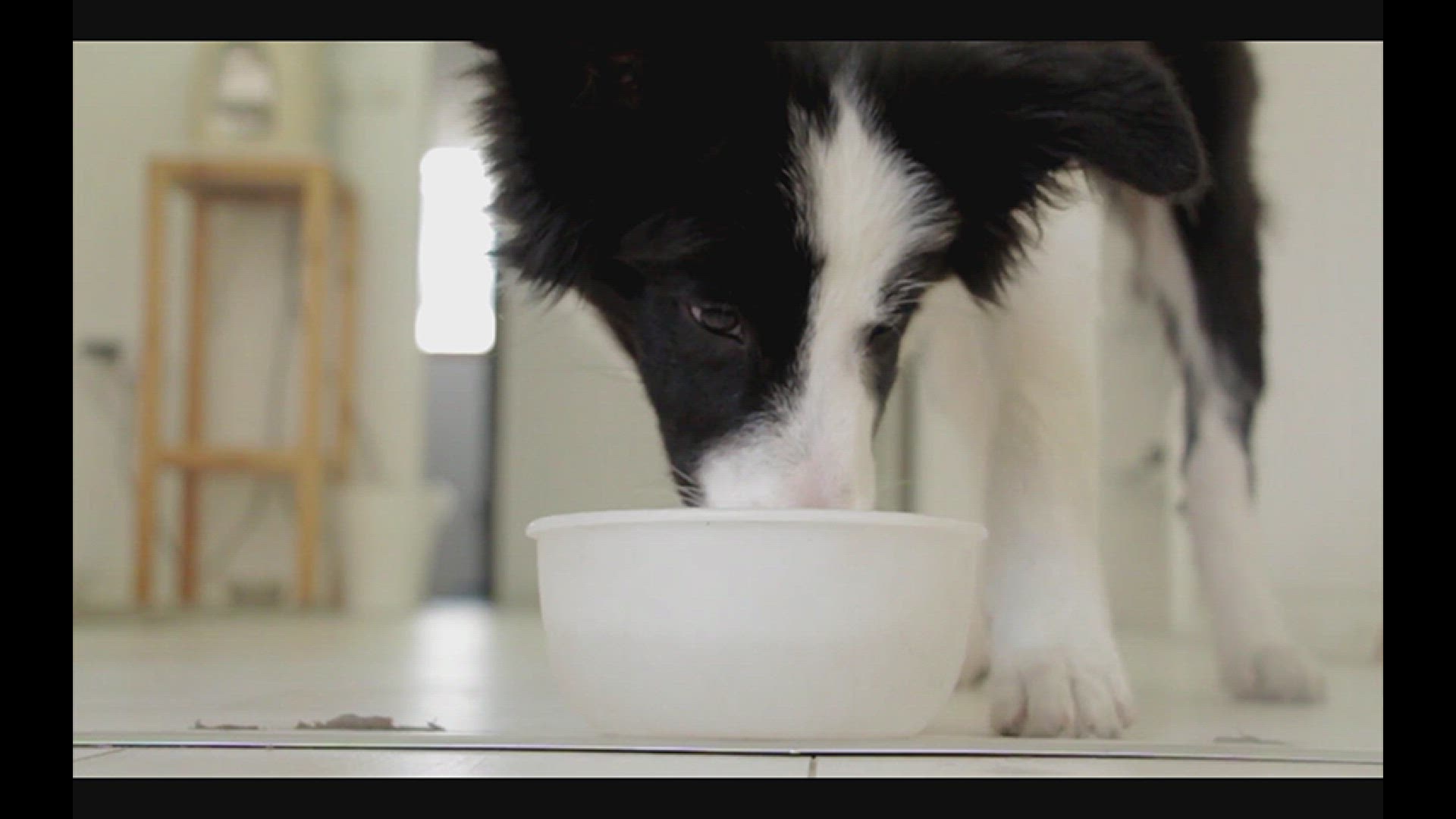 'Video thumbnail for Yorkshire Pudding & Puppies: Safe Treat or Hidden Danger?'