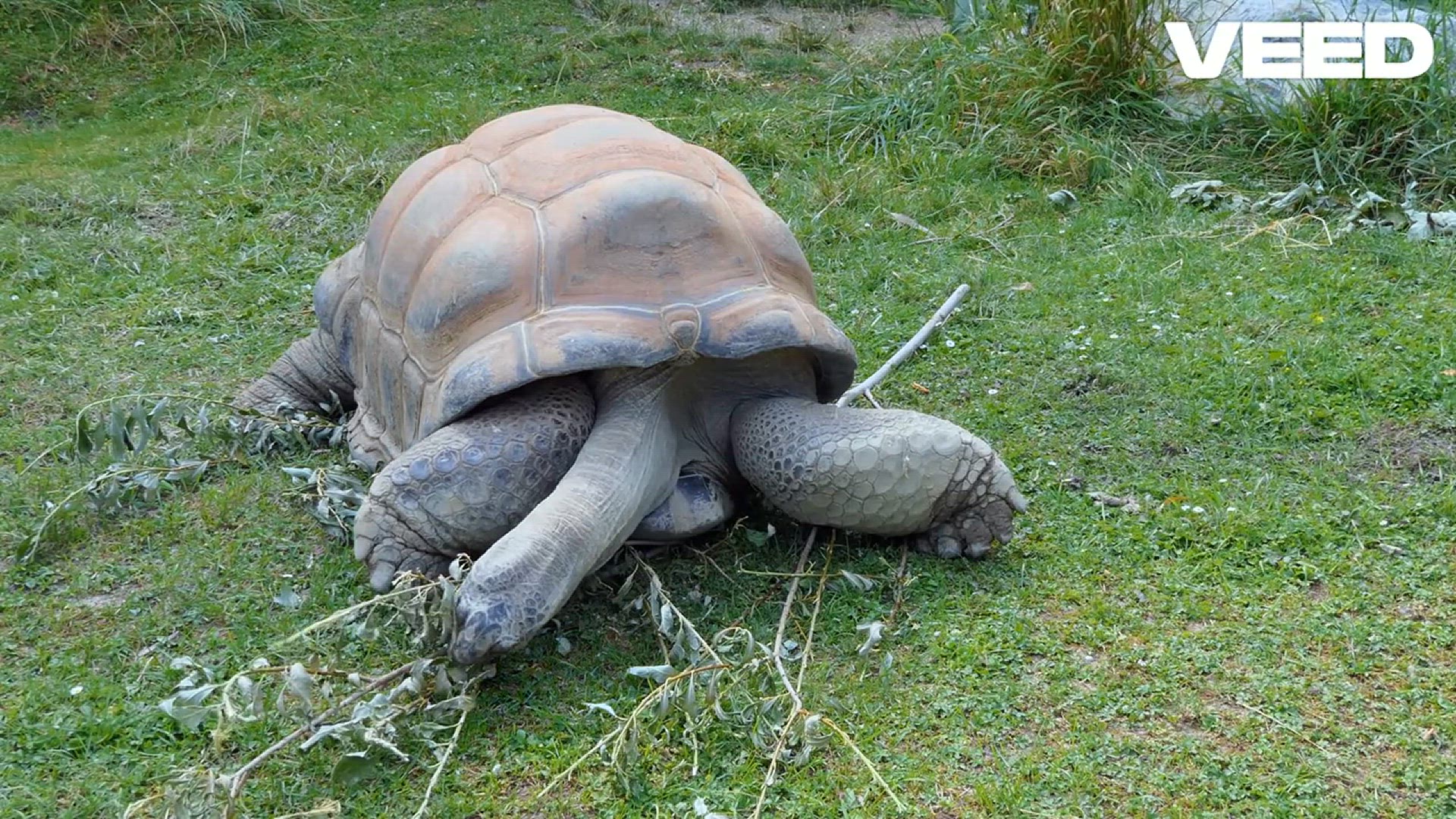 'Video thumbnail for Why My Tortoise Won't Eat!'