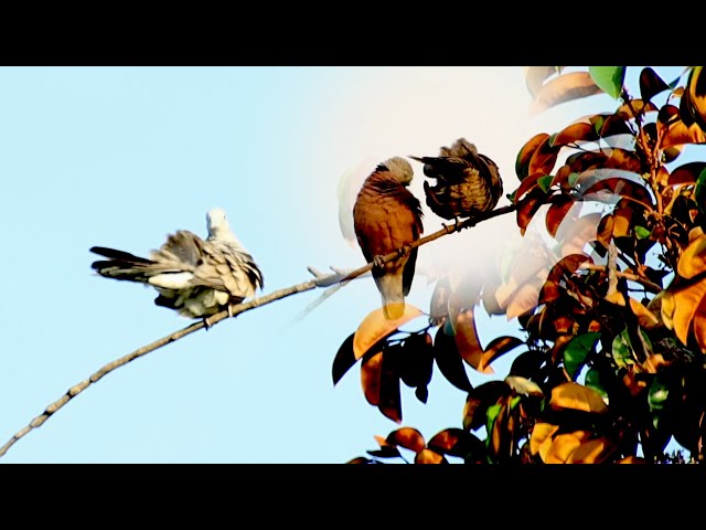 Video thumbnail for Male forest wild dove