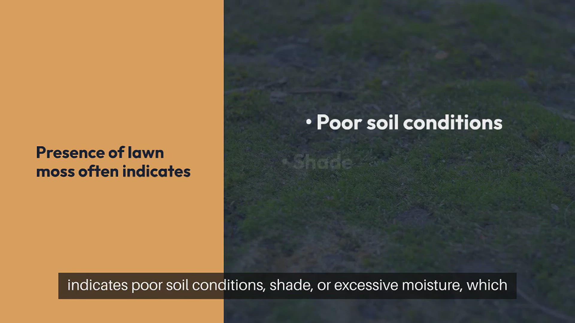 video of: Lawn Care For Beginners