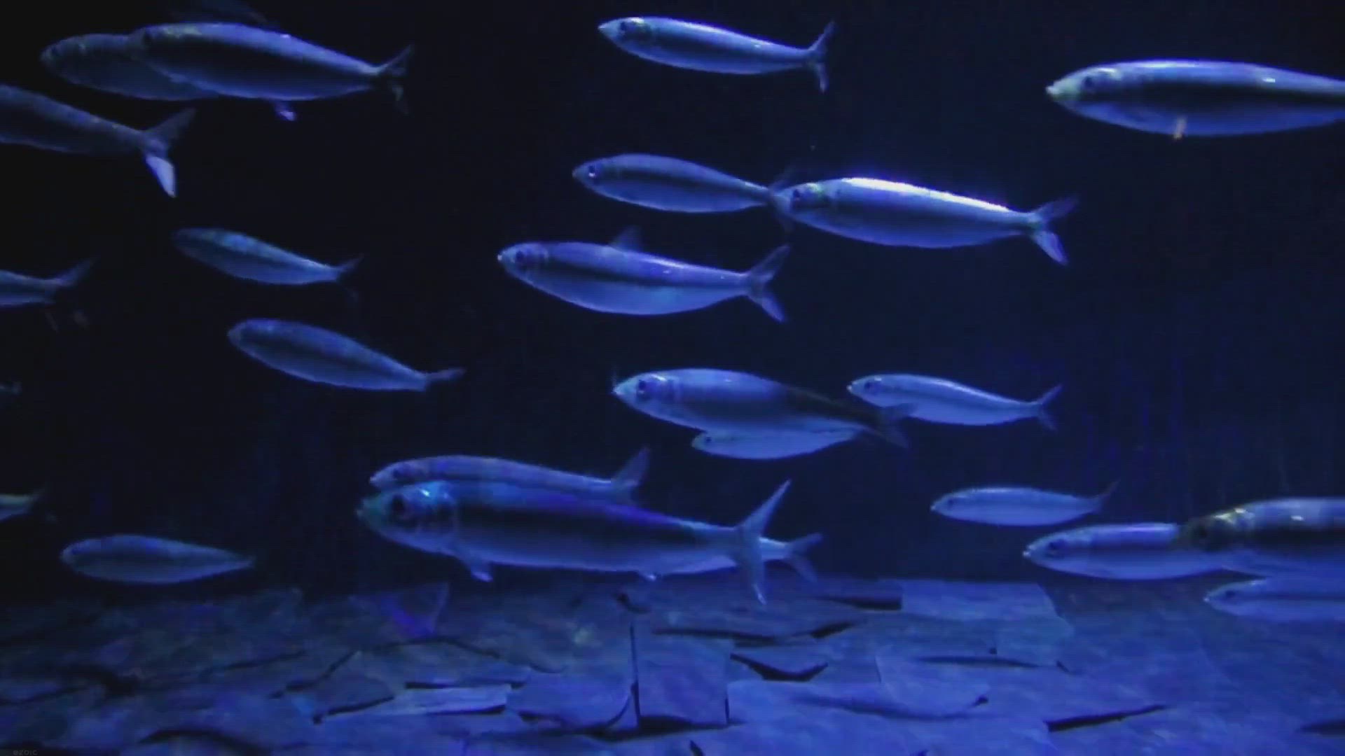 Video thumbnail for Fast-Growing Fish Species: Witness Rapid Growth in Your Tank