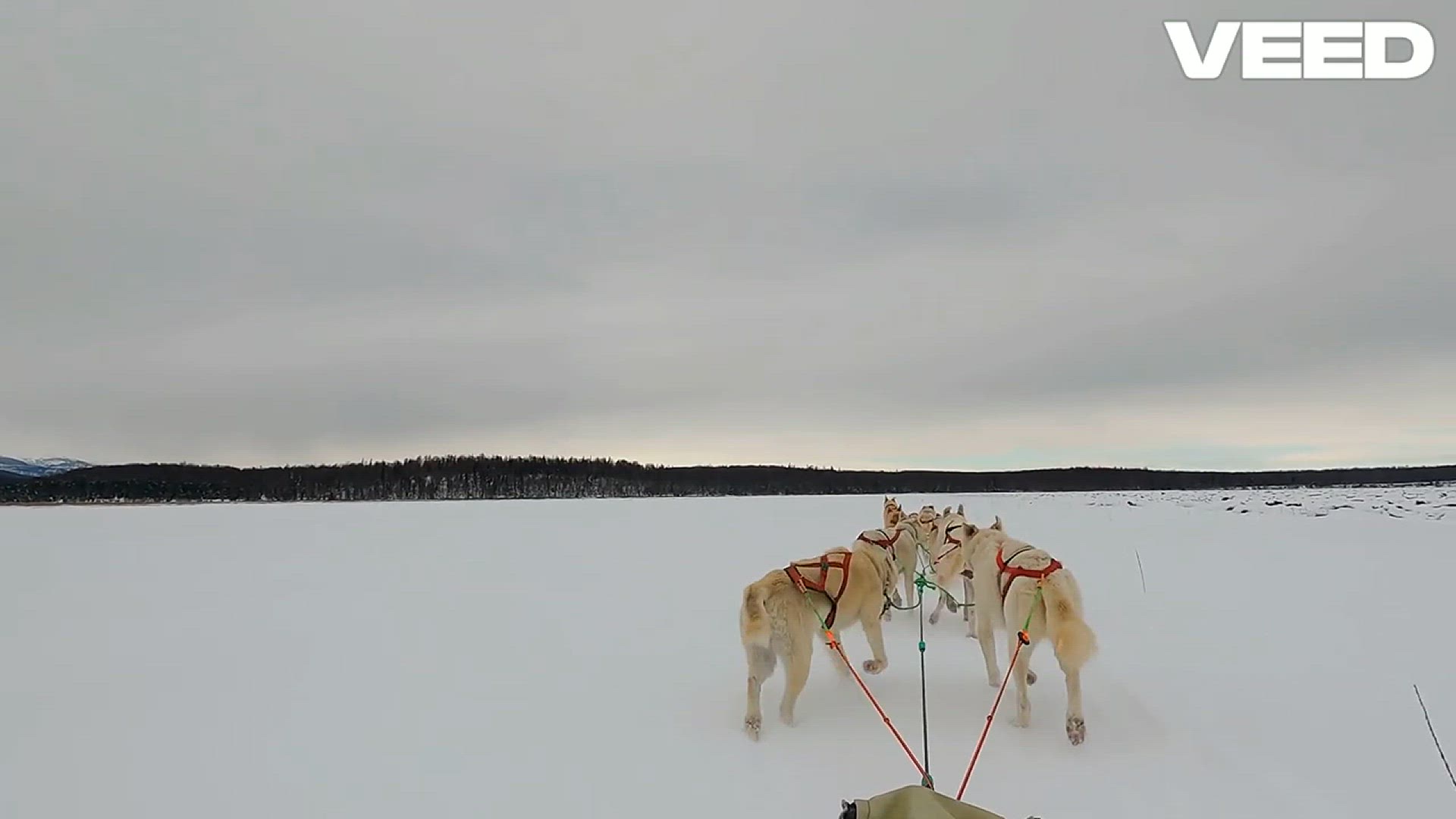 'Video thumbnail for Husky (Canis lupus) | Size, Habitat, Diet, Predators, & Facts | Spreadhapiness.com'
