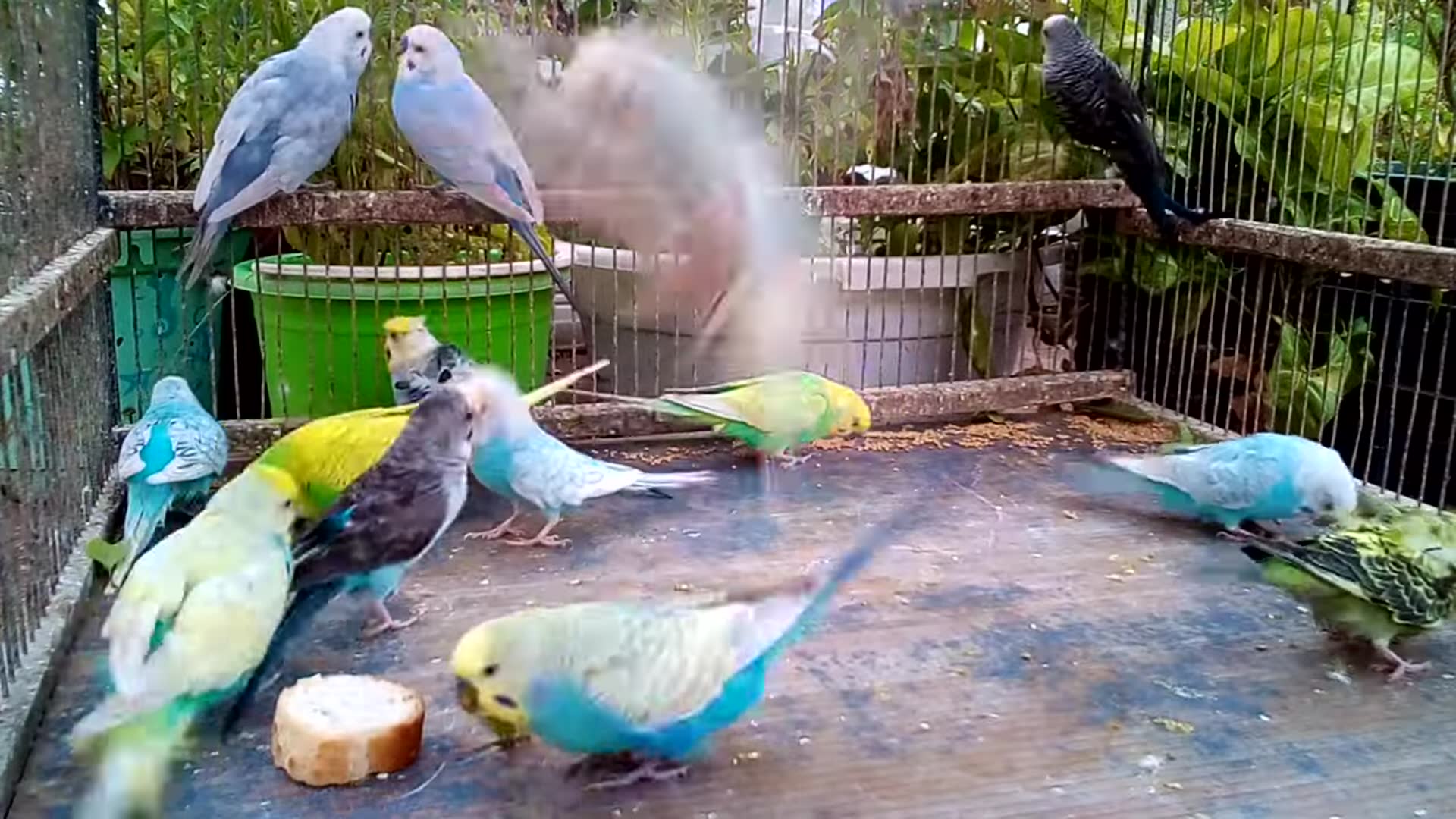 'Video thumbnail for 🦜 Parrot Dances Better Than You! 😱 Watch These Moves!'