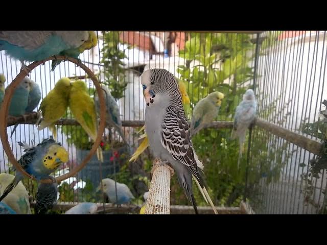 'Video thumbnail for Rainbow Parakeet 101 Discover the Vibrant World of Colorful Companions! 🌈💚'