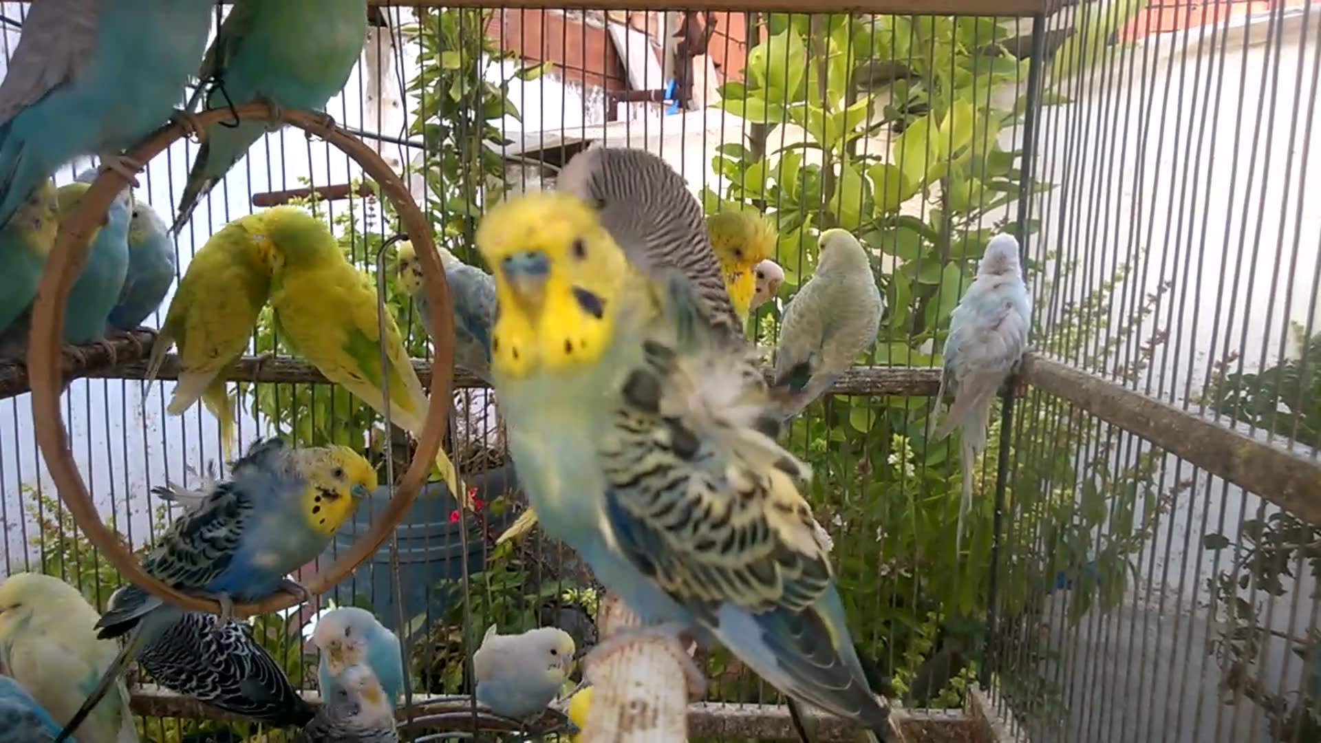 'Video thumbnail for Rainbow Parakeet 101 Discover the Vibrant World of Colorful Companions! 🌈💚'
