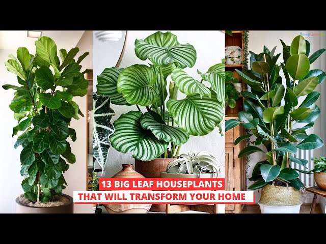 Video thumbnail for 13 Big Leaf Houseplants That Will Transform Your Home!