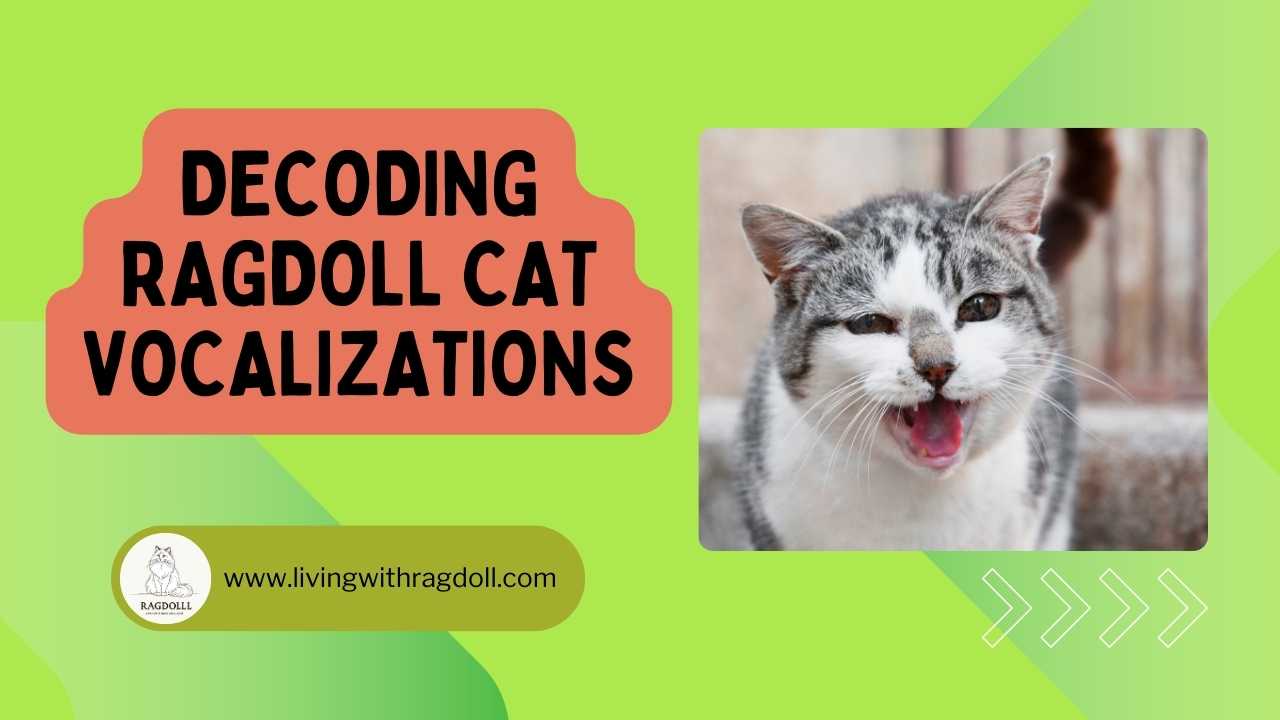 Video thumbnail for Decoding Ragdoll Cat Vocalizations