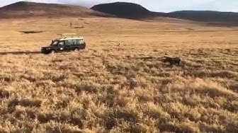 'Video thumbnail for Tour car helping baby rhino away from lion attack Ngorongoro Crater'