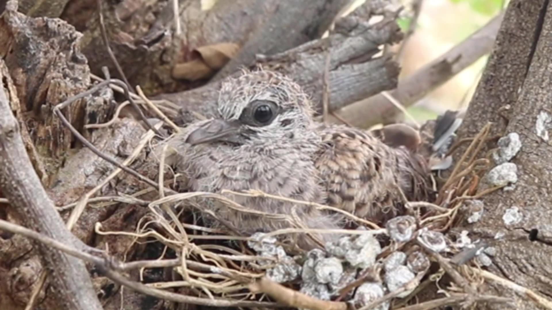 'Video thumbnail for Small baby dove bird stay on nest'