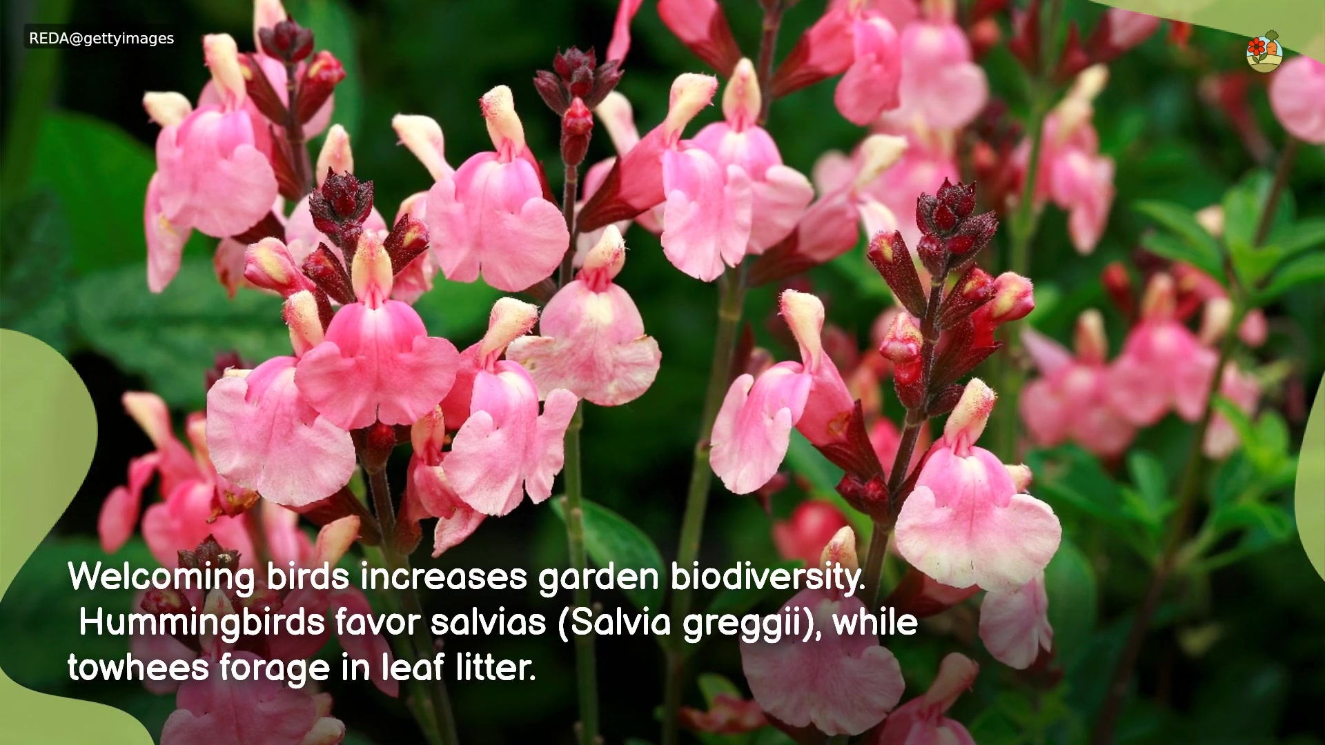 'Video thumbnail for 5 Benefits to Having Birds Around in Your Garden 🐦🌿'
