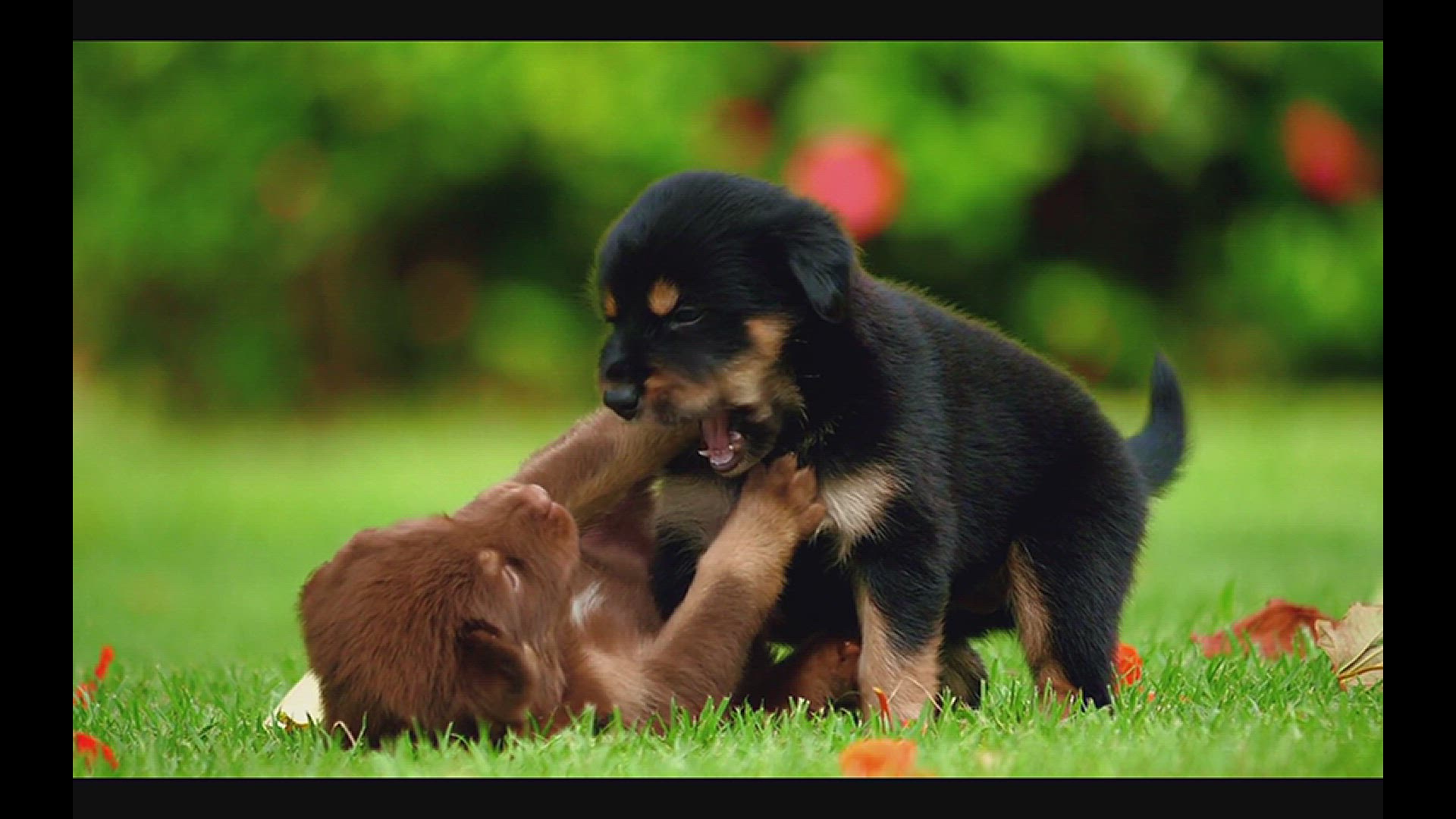 'Video thumbnail for Zoom, Zoom… Zzz!  Why Do Puppies Fall Asleep So Fast?'